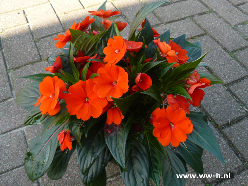 Impatiens ( Vlijtigliesje ) 1,99 ; 3 voor 5,00 Impatiens ( Vlijtigliesje ) 1,99 ; 3 voor 5,00