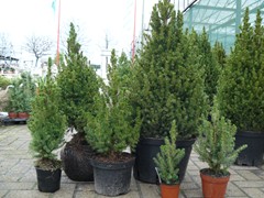 14-Picea glauca Conica (syn. Picea albertiana Conica)