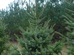 16- Picea omorika Servische spar