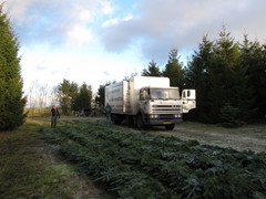 18  Abies procera (Syn. Abies nobilis)  Edelspar