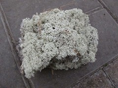 22- Rendiermos IJslandsmos