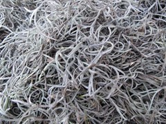 23 Tillandsia mos