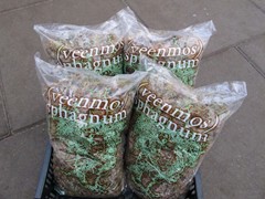 24- Sphagnum Veenmos