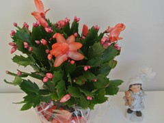 34-Kerstcactus