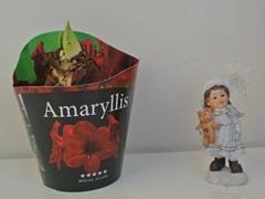 35-Amaryllis