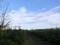 58-kerstbomen