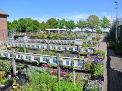 40-vaste planten