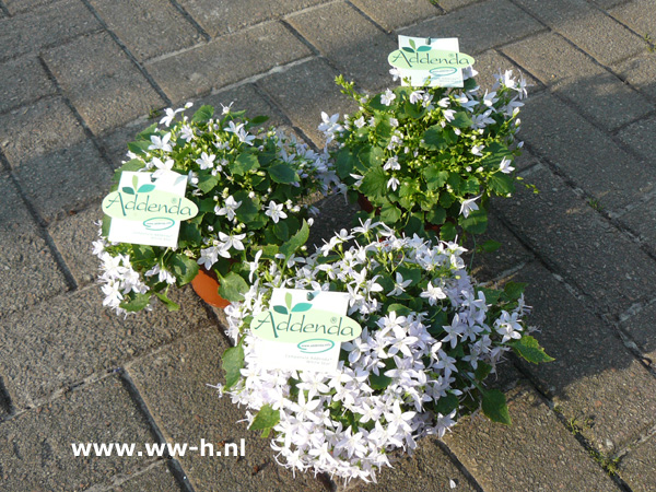 Campanula poscharskyana 'White Star'