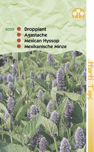 Agastache Mexicana blauw - dropplant 1.25 - Klik op de afbeelding om het venster te sluiten