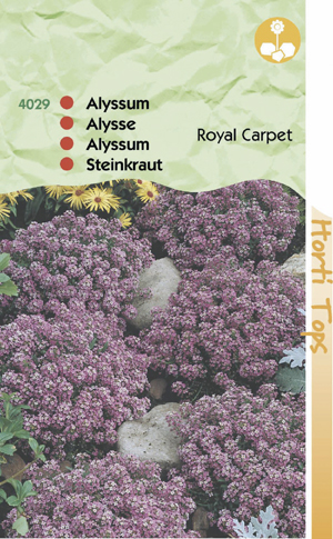 Alysum royal carpet violet-purper 1,29 - Klik op de afbeelding om het venster te sluiten