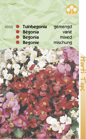 Begonia mengsel van vele kleuren 2,79