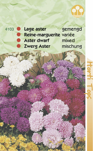 Callistephus chinnensis dwerg chrysanthemum 0.79 - Klik op de afbeelding om het venster te sluiten