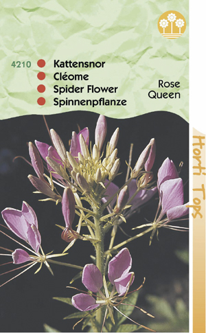 Cleome spinosa rose Qween ( kattensnor ) 0.79 - Klik op de afbeelding om het venster te sluiten