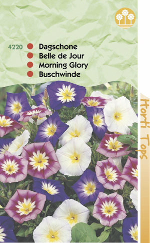 Convolvulus gemengde kleuren Dag schone 0.79