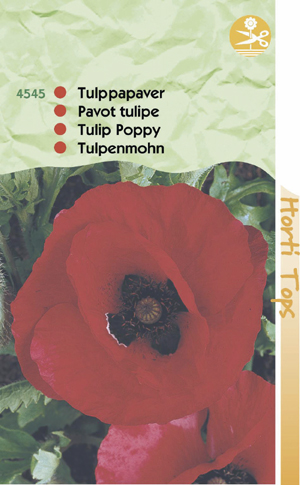 Papaver ( Tulp papaver) glaucum rood met vlek 0.89 - Klik op de afbeelding om het venster te sluiten