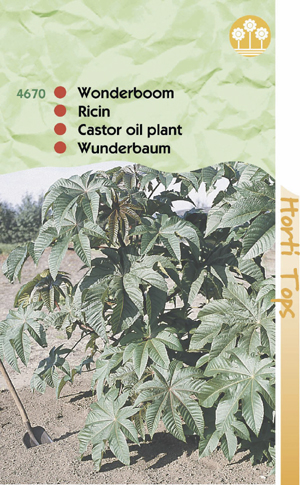 Ricinus ( Wonderboom ) gemengde soorten 1.29 - Klik op de afbeelding om het venster te sluiten