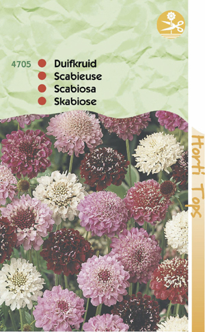 Scabiosa ( Duifkruid) kleurenmengsel 0.99 - Klik op de afbeelding om het venster te sluiten