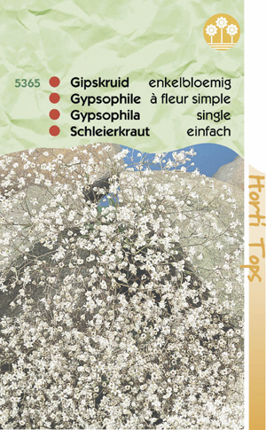 Gypsophila ( Gipskruid ) enkelbloemig zuiver wit 0.69