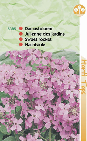 Hesperis viollette bloemen 0.69