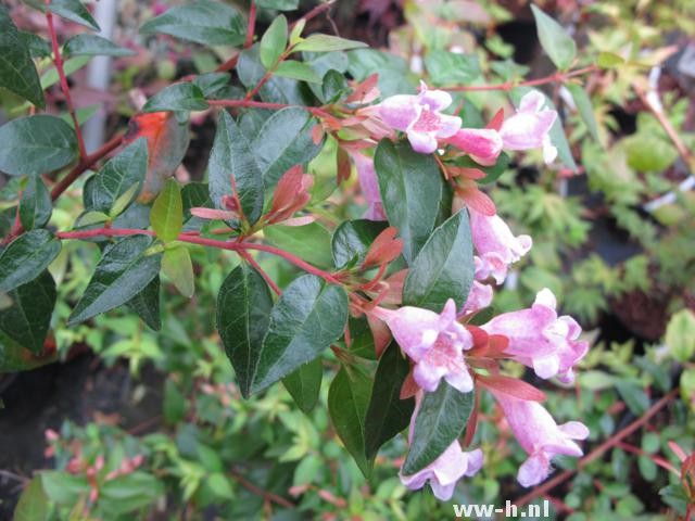 Abelia x 'Edward Goucher' - Klik op de afbeelding om het venster te sluiten