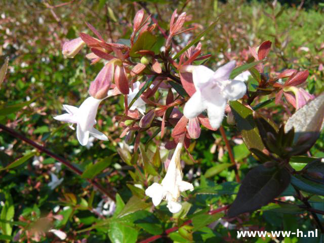 Abelia grandiflora pot 7.5 liter 9.99