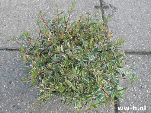 Abelia grandiflora pot 7.5 liter 9.99