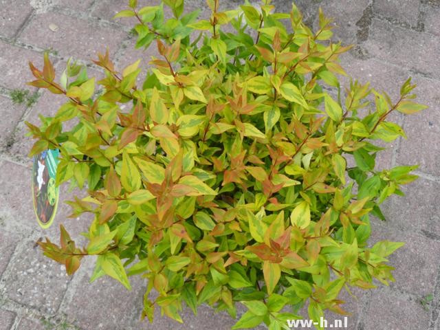 Abelia x grandiflora 'Kaleidoscope'