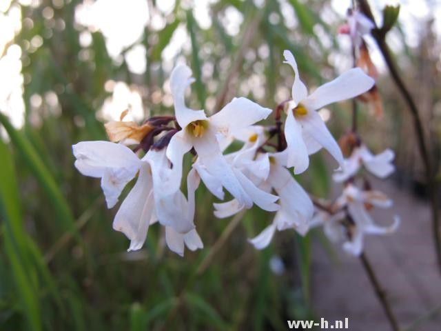 Abeliophyllum distichum - Klik op de afbeelding om het venster te sluiten