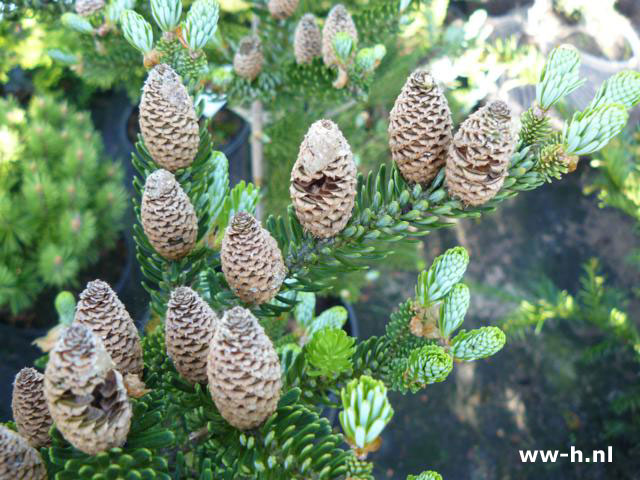 Abies koreana 'Silberlocke'