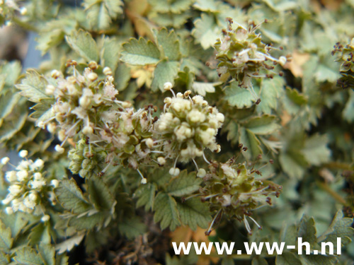 Acaena magellanica