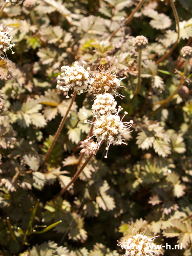 Acaena microphylla 'Kupferteppich' - Klik op de afbeelding om het venster te sluiten