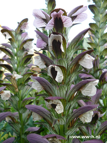 Acanthus hungaricus - Klik op de afbeelding om het venster te sluiten