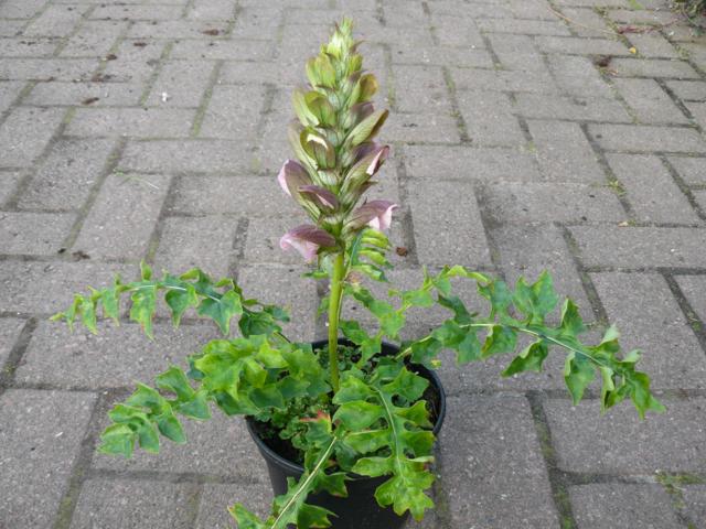 Acanthus mollis - Klik op de afbeelding om het venster te sluiten