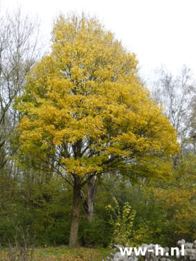 Acer campestre - Klik op de afbeelding om het venster te sluiten