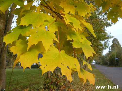 Acer platanoides - Klik op de afbeelding om het venster te sluiten