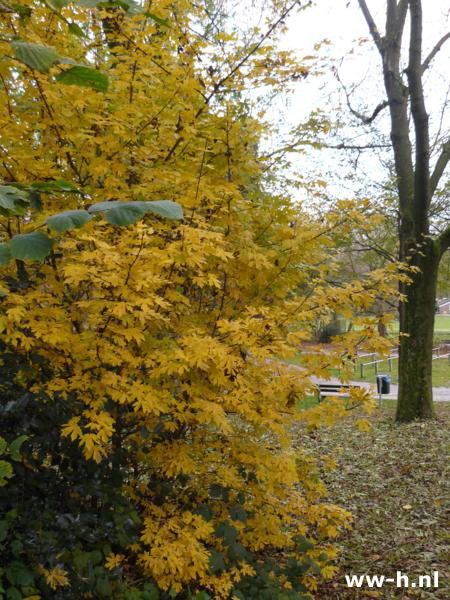 Acer campestre - Klik op de afbeelding om het venster te sluiten