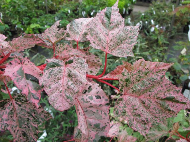 Acer x conspicuum 'Red Flamingo'