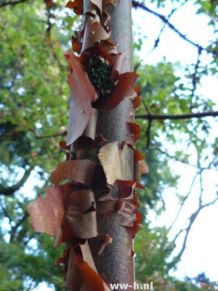 Acer griseum