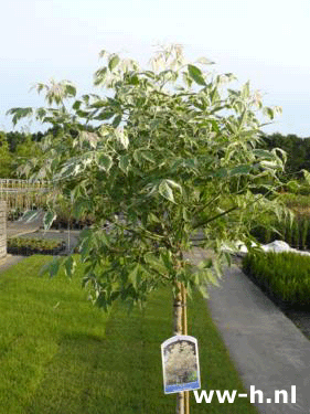 Acer negundo 'Flamingo'