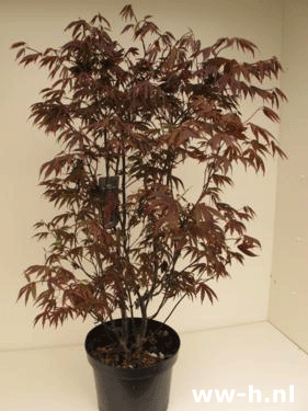 Acer palmatum 'Atropurpureum' - Klik op de afbeelding om het venster te sluiten