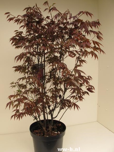 Acer palmatum 'Atropurpureum' - Klik op de afbeelding om het venster te sluiten