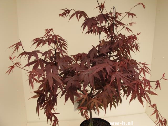 Acer palmatum 'Bloodgood' - Klik op de afbeelding om het venster te sluiten