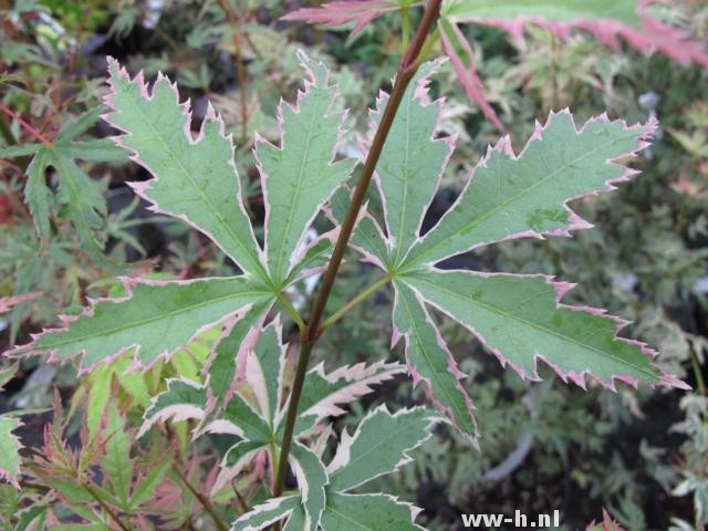 Acer palmatum 'Butterfly'