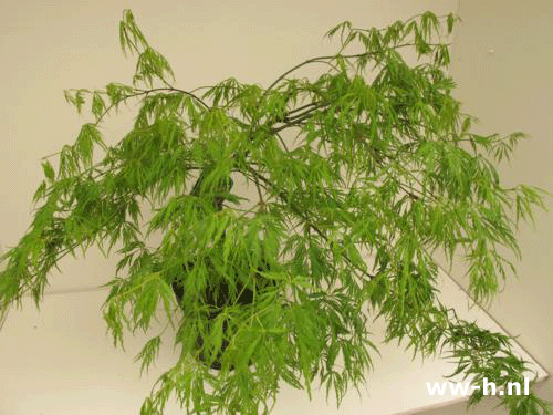 Acer palmatum 'Dissectum' (syn A. p. var. dissectum viride) - Klik op de afbeelding om het venster te sluiten