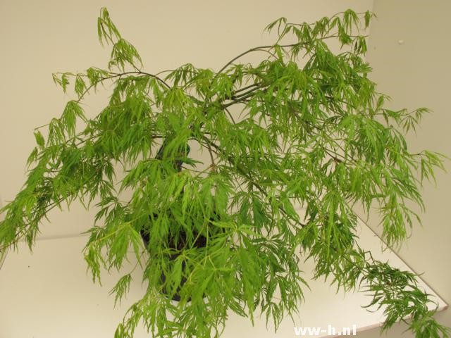 Acer palmatum 'Dissectum'