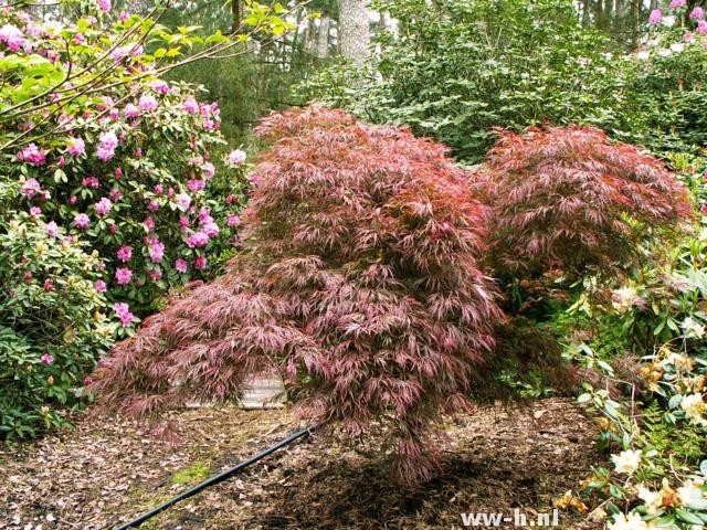 Acer palmatum 'Garnet' - Klik op de afbeelding om het venster te sluiten