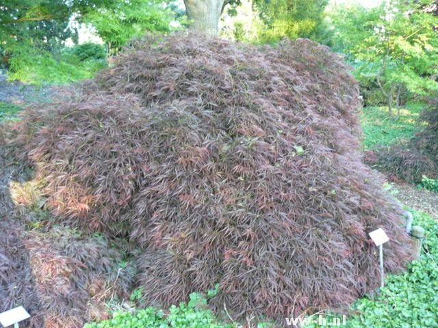 Acer palmatum 'Ornatum'