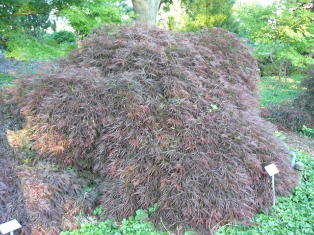 Acer palmatum 'Ornatum'