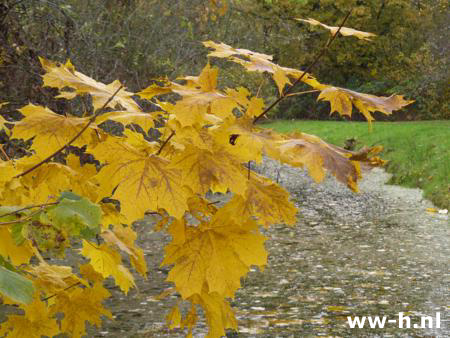 Acer platanoides - Klik op de afbeelding om het venster te sluiten