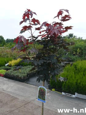 Acer platanoides 'Crimson Sentry' - Klik op de afbeelding om het venster te sluiten